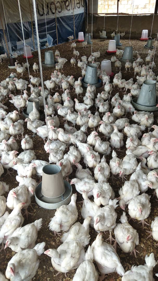 Onoriodeugbo's tweet photo. Broilers for Sale
 Currently,  we have various Catfishes at various stages.  We have hatchery and have over 4500 fingerlings for Sale. We have over 450 Broilers for sales now as shown in the picture.  Interested buyers should call 07069373637.  Our Farm is at Kurudu, Abuja. https://t.co/i4ExQqddKM