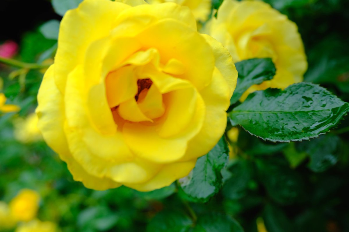 レヨンドゥソレイユ بحث في تويتر