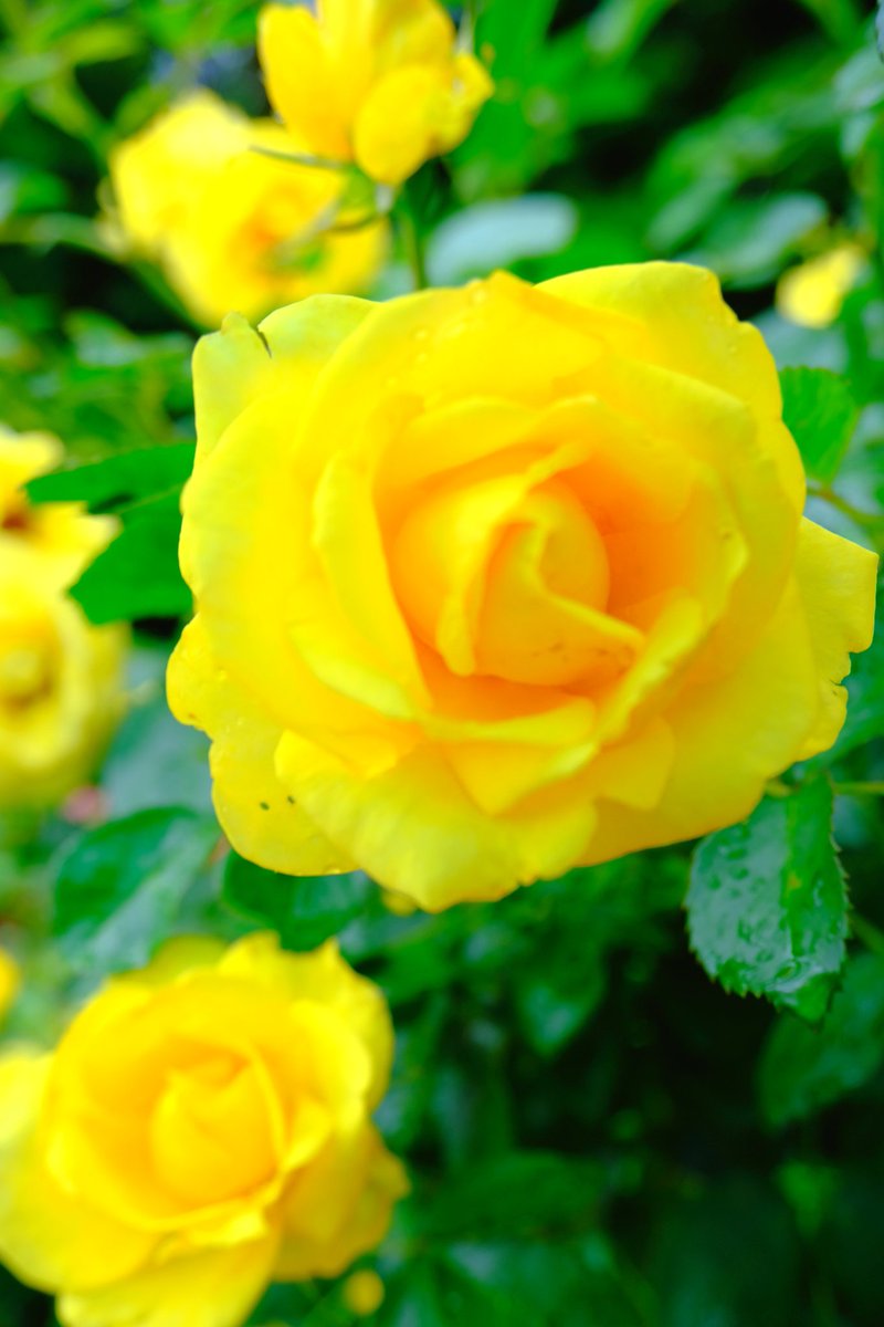 レヨンドゥソレイユ بحث في تويتر