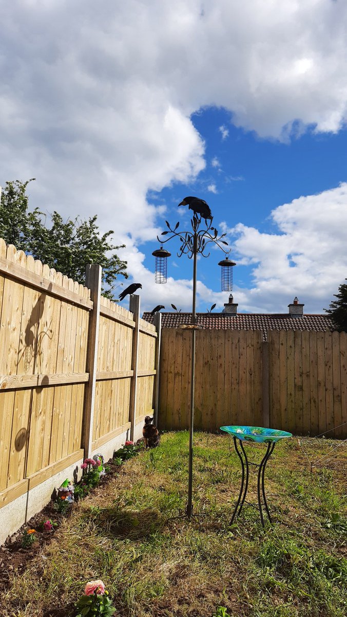 Harley trying to be self sufficient!