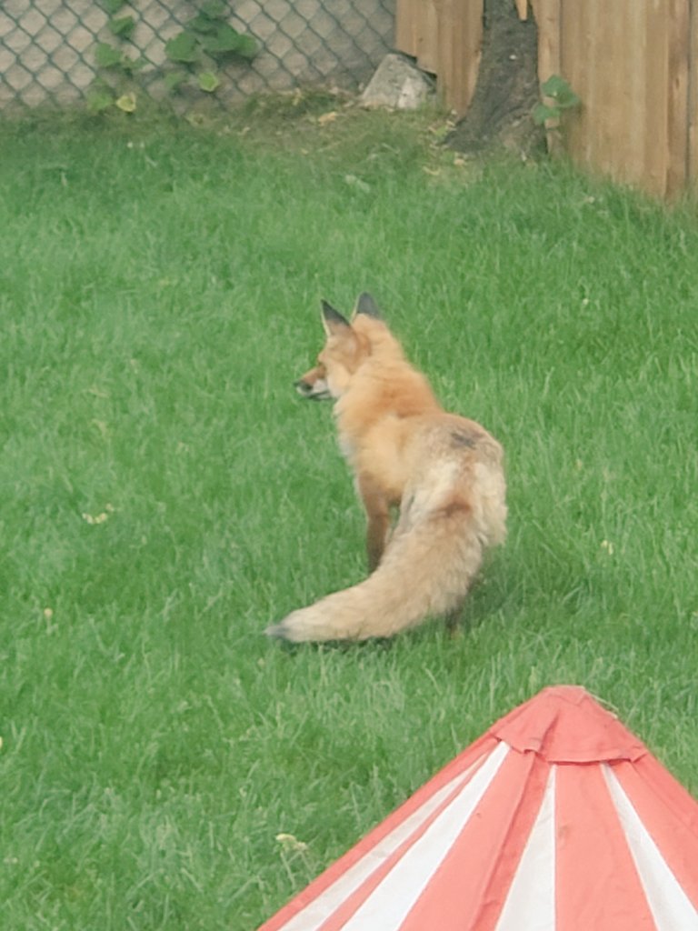 JayOnCHOM's tweet image. Never a dull moment at Doyle&apos;s. #distanced #GoLeafsGo 👊😎😄 #TheRush @ryandoyleshow