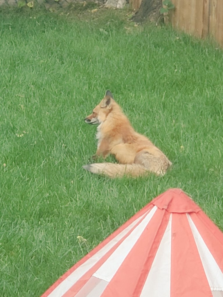 JayOnCHOM's tweet image. Never a dull moment at Doyle&apos;s. #distanced #GoLeafsGo 👊😎😄 #TheRush @ryandoyleshow