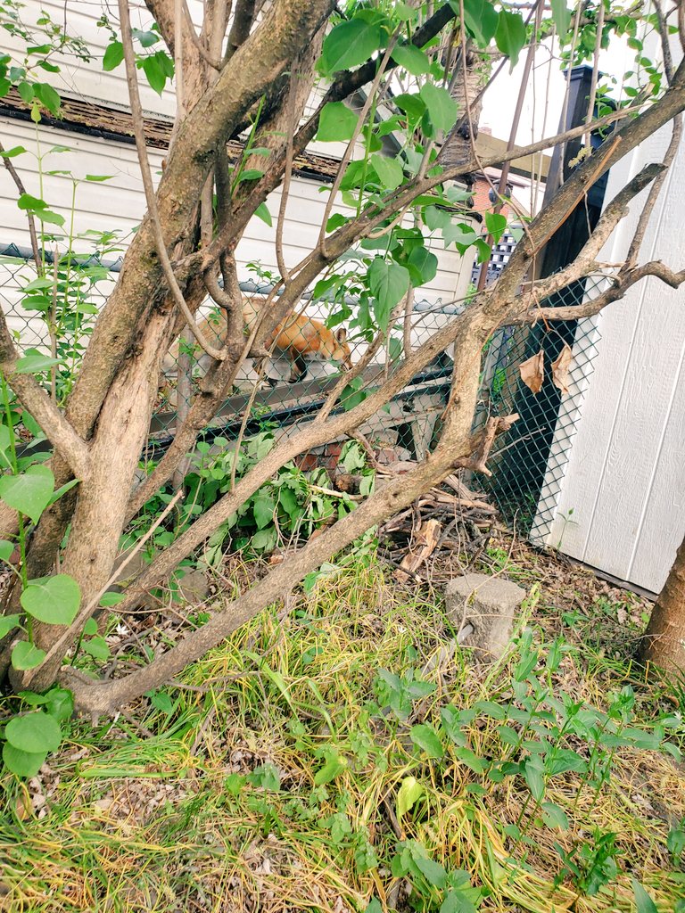 JayOnCHOM's tweet image. Never a dull moment at Doyle&apos;s. #distanced #GoLeafsGo 👊😎😄 #TheRush @ryandoyleshow