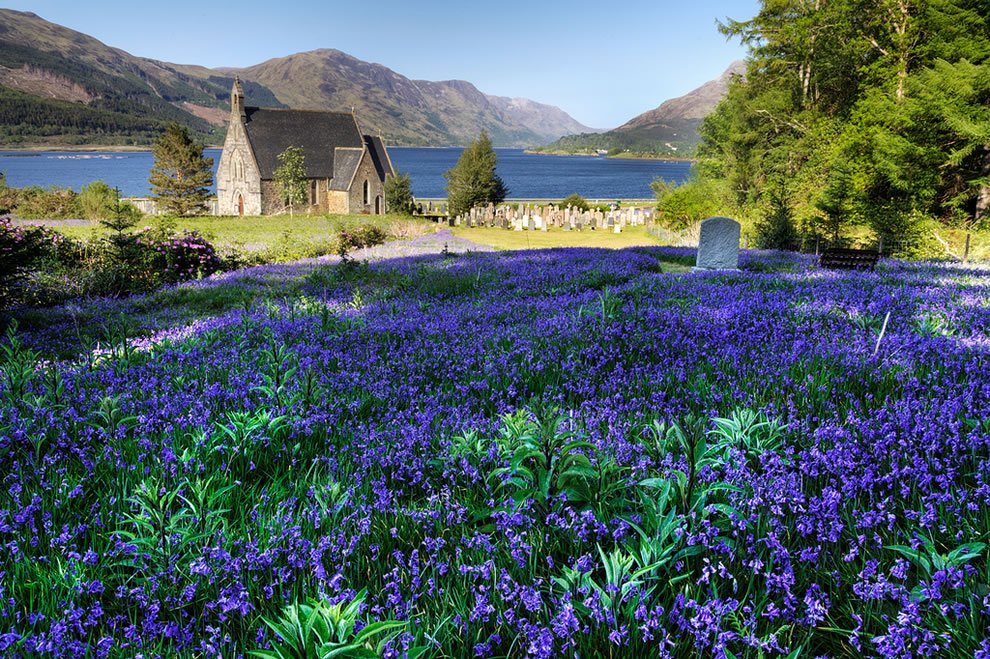 HoganSOG's tweet photo. Blue Bells in the Scottish Highlands in Spring time. https://t.co/gHXrbWVpqK