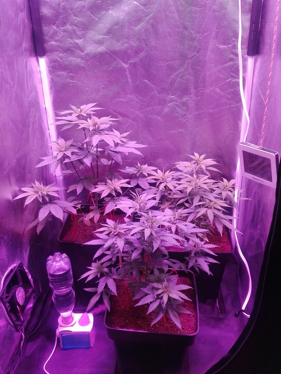 EBatidillo's tweet photo. Hola amigos! Así van estas niñas. Las hojas nuevas nacen en principio poco amarillas pero luego toman color verde. No estoy seguro de si sea deficiencia de nitrógeno o saturación lumínica (led 600w). Ustedes qué opinan? https://t.co/1qDd2mwryl