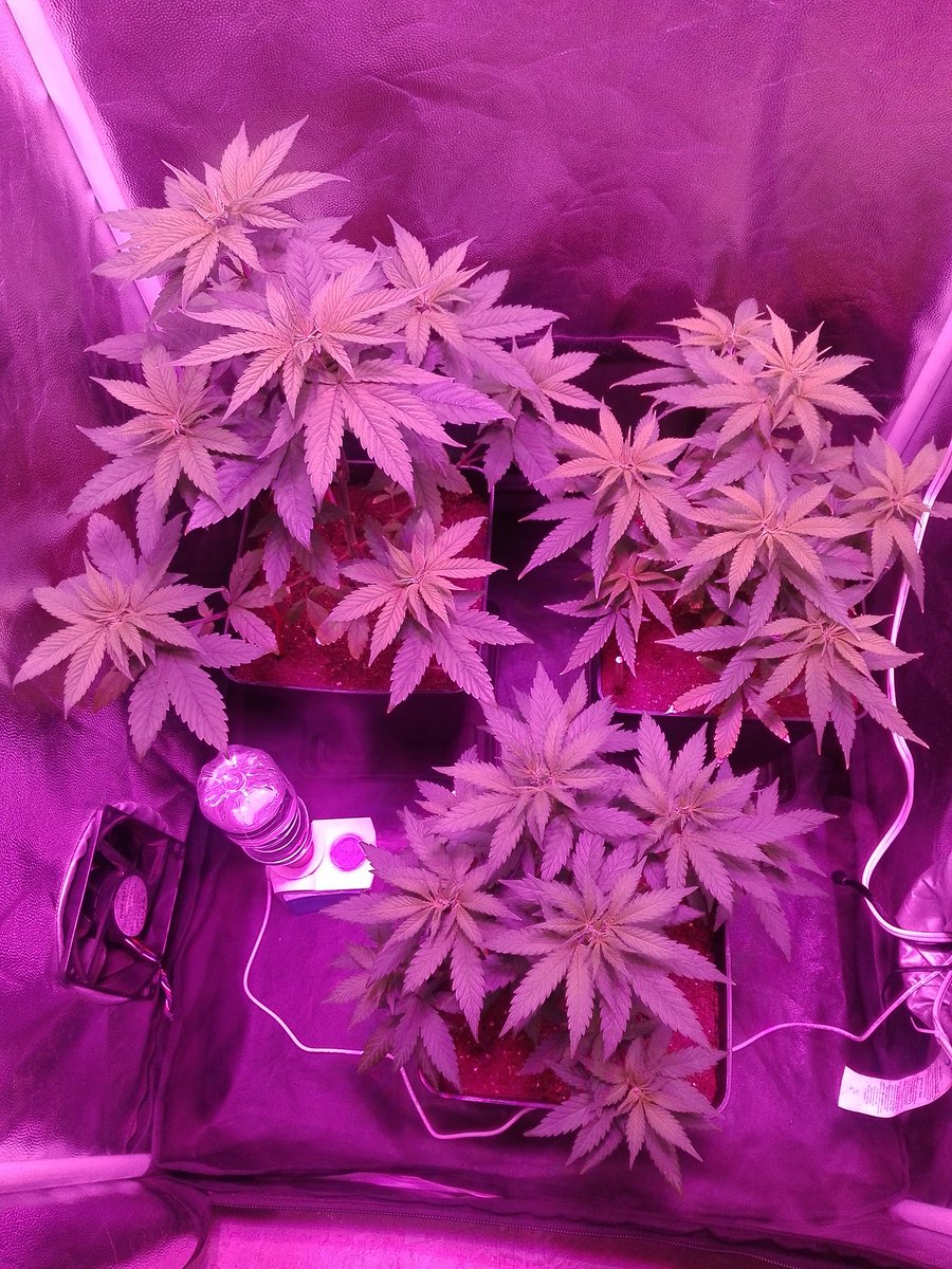 EBatidillo's tweet photo. Hola amigos! Así van estas niñas. Las hojas nuevas nacen en principio poco amarillas pero luego toman color verde. No estoy seguro de si sea deficiencia de nitrógeno o saturación lumínica (led 600w). Ustedes qué opinan? https://t.co/1qDd2mwryl