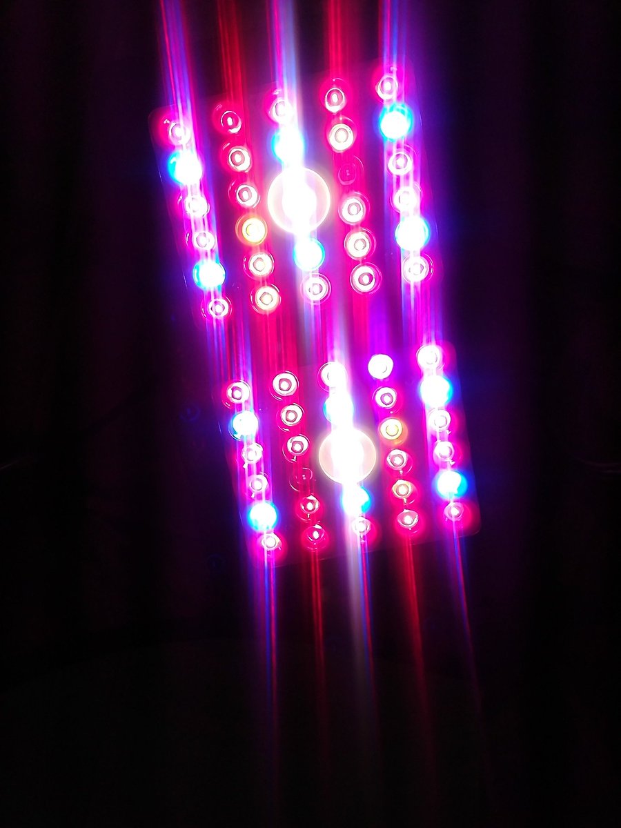 EBatidillo's tweet photo. Hola amigos! Así van estas niñas. Las hojas nuevas nacen en principio poco amarillas pero luego toman color verde. No estoy seguro de si sea deficiencia de nitrógeno o saturación lumínica (led 600w). Ustedes qué opinan? https://t.co/1qDd2mwryl
