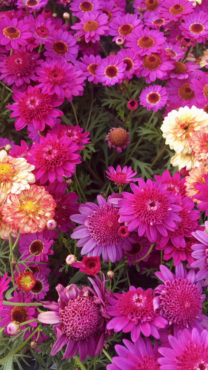 ボンザマーガレット