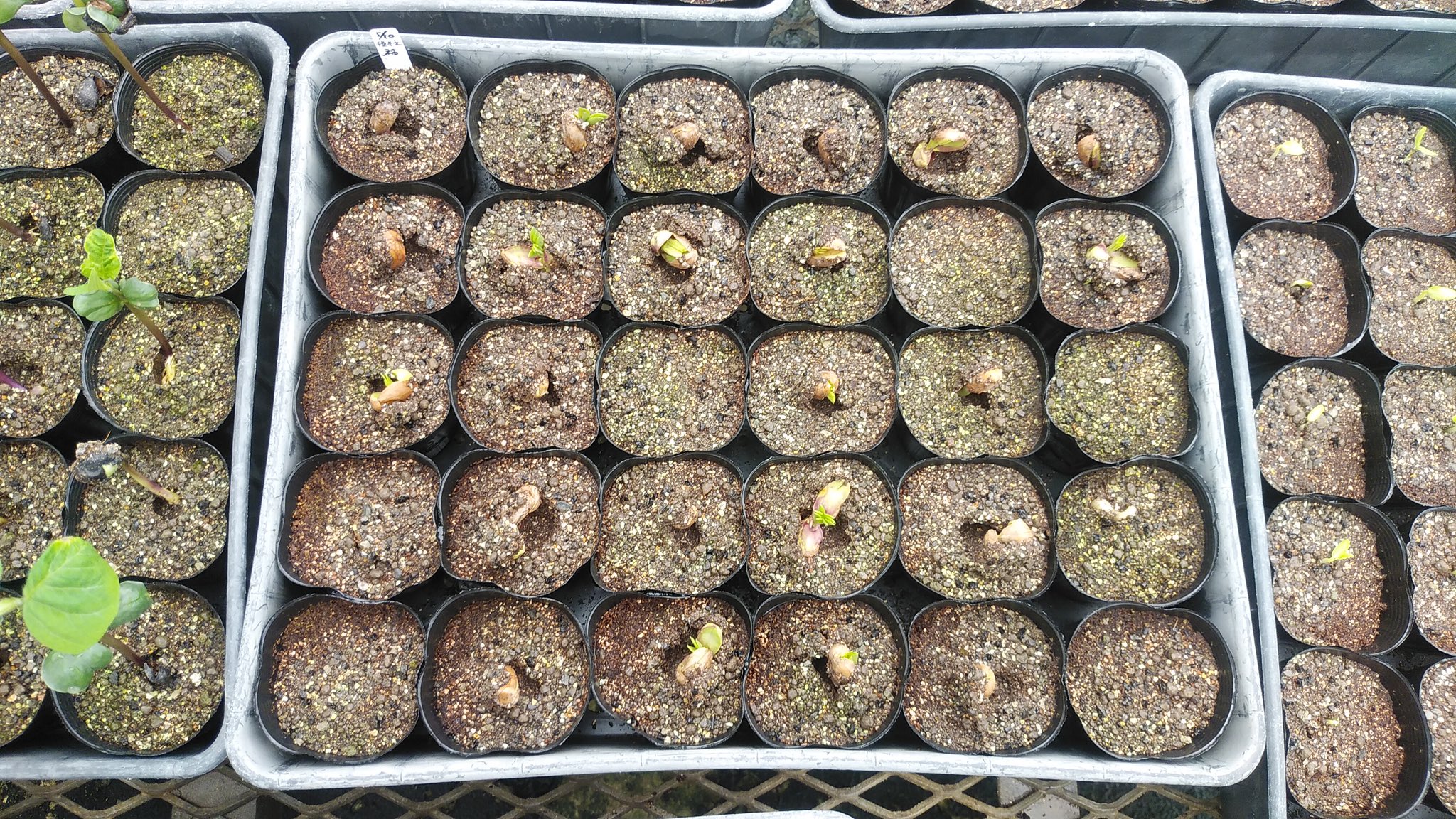 ｏａｔアグリオ株式会社 落花生 ピーナッツ 播種 7 5cmポリポットに培土をつめて 種を棒で深さ1cm位まで押し込みました 播種7日目に発芽 写真2 本葉2 3枚位まで生育したら定植しようと思います 落花生 ラッカセイ ピーナッツ 栽培