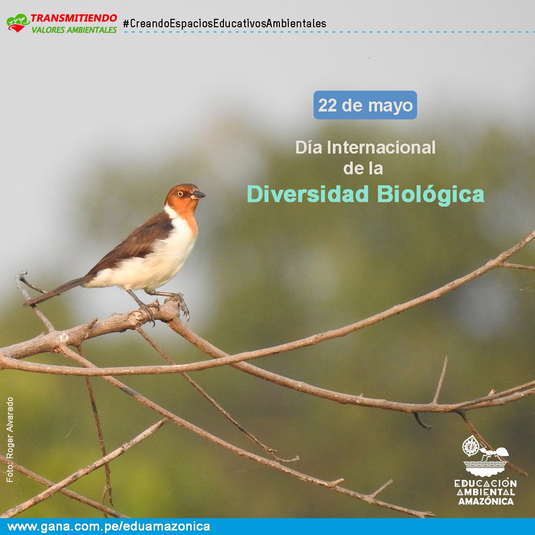 eduamazonica's tweet photo. #EducaciónAmbientalAmazónica 
#CalendarioAmbiental
#DíaInternacionalDeLaDiversidadBiológica 
https://t.co/dJAYccXP8n ♻️

✅ La conservación de nuestra diversidad biológica es nuestro compromiso, y debemos sumar esfuerzos para lograrlo. 

#NuevaAmazonía https://t.co/vj9O6a8iDc