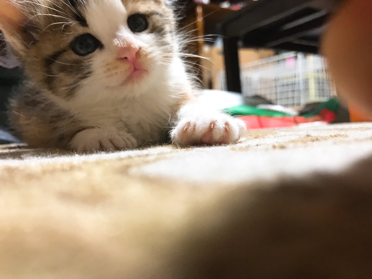 gorirachan0907's tweet photo. 小さい頃は可愛かったのに大きくなるとこーなるにゃ🐾
ワガママになりすぎて爪も切らせてくれない、、😔

#おでぶ 
#みんなのピート https://t.co/wp1hWEICV0