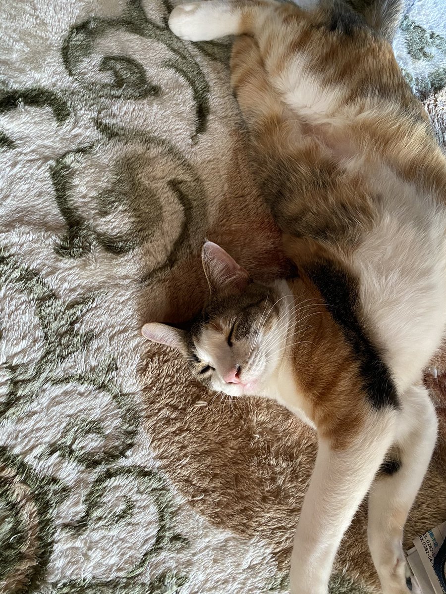 gorirachan0907's tweet photo. 小さい頃は可愛かったのに大きくなるとこーなるにゃ🐾
ワガママになりすぎて爪も切らせてくれない、、😔

#おでぶ 
#みんなのピート https://t.co/wp1hWEICV0