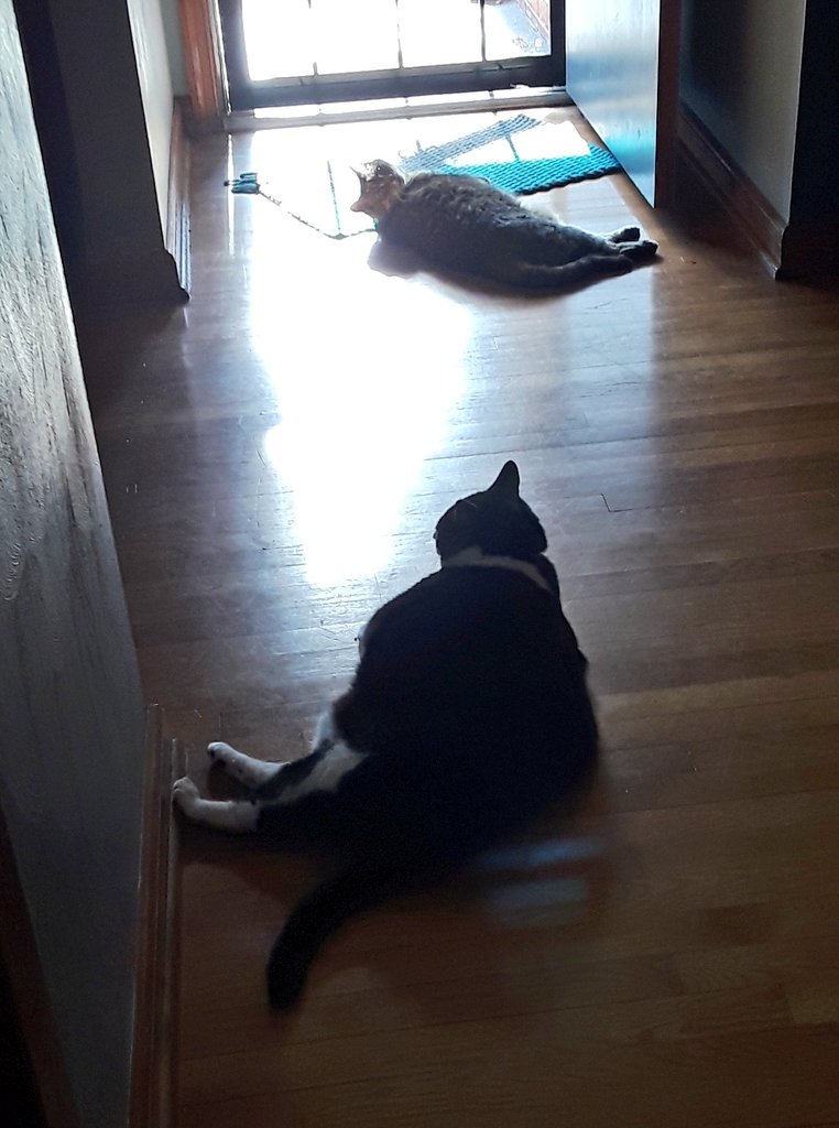 CryptCreeperOG's tweet photo. @Pinktoebean Candie doesn't like to share ☀️ https://t.co/k2p3jWI4FY