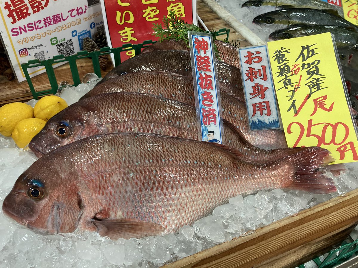 マリンセンターおさかな村 公式 目指せ10 000フォロワー ᐛ 本日の鮮魚1番売台 朝どれ養殖真鯛や唐津産ヒラス ウマヅラハギ ヒラメなどなど お刺身用ですがもちろん煮付けや塩焼きもオススメですよ 唐津 新鮮 鮮魚 たけからお届け マリンセンターおさかな村 公式 目指せ10 000フォロワー ᐛ 本日の鮮魚1番売台 朝どれ養殖真鯛や唐津産ヒラス ウマヅラハギ ヒラメなどなど お刺身用ですがもちろん煮付けや塩焼きもオススメですよ 唐津 新鮮 鮮魚 たけからお届け