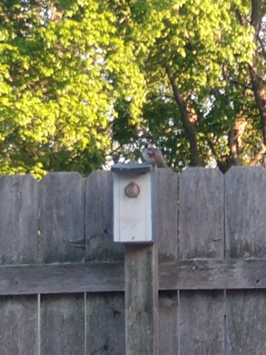 Sheitzig's tweet image. Beautiful Saturday, spent inside on an all day conference online. Now hanging out in my backyard with this year's tenants. 💜