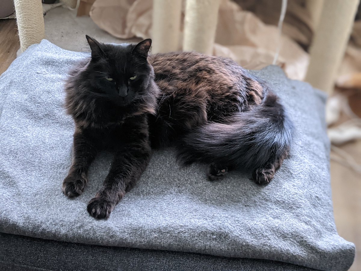 blackkittybros's tweet photo. Just a lazy #Caturday.

Yes #FrankieRey is judging you, and yes #SammyJ yawned right after his first photo and it was captured in all its glory.
#blackkittybros 
#blackcatsoftwitter 
#HappyCaturday https://t.co/2N9IwRwAJI