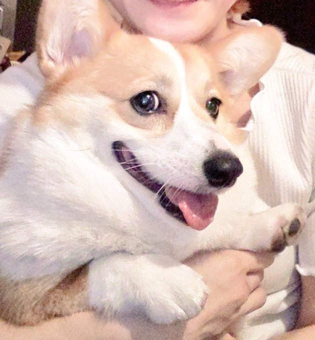 コーギーのtwitterイラスト検索結果 古い順