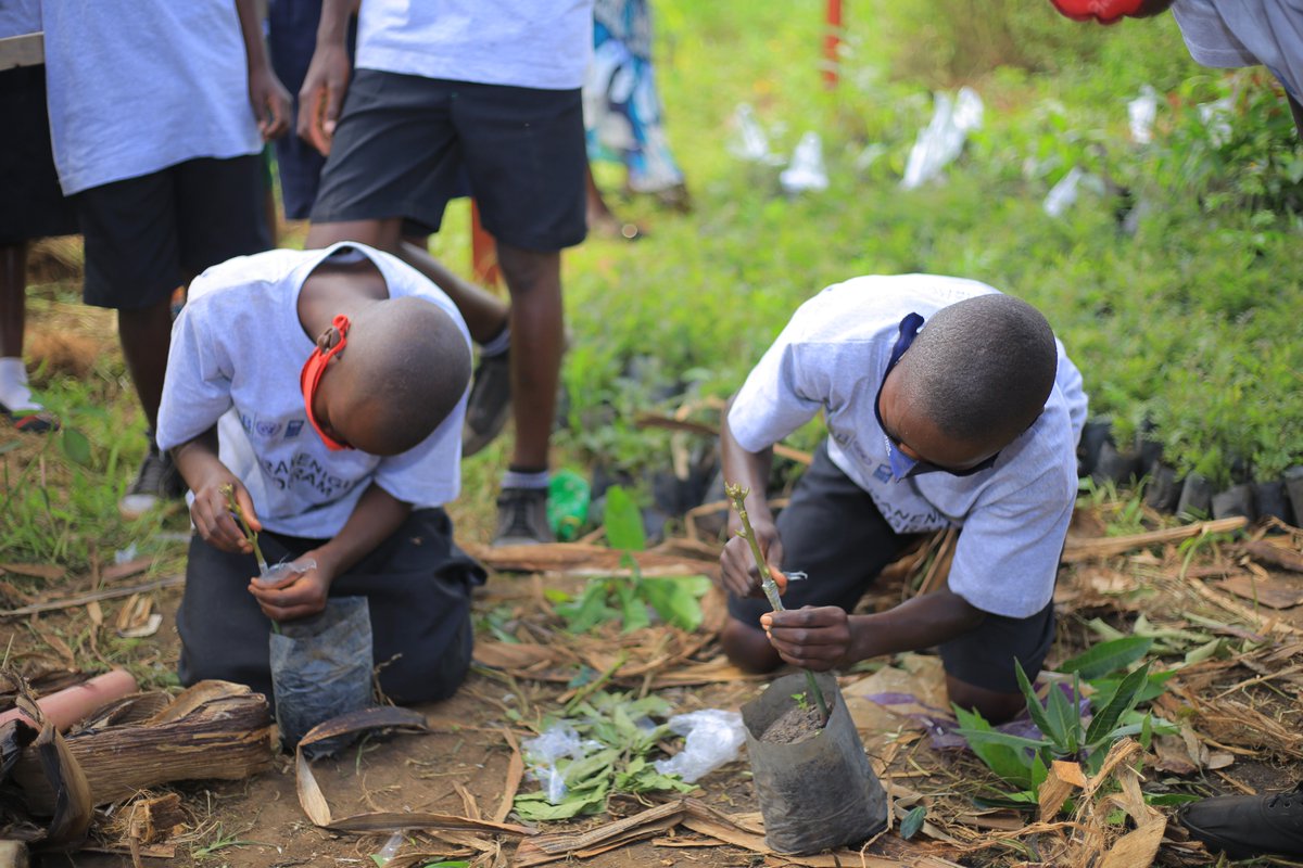 AdrresOrg's tweet photo. Students demonstrated how they graft Mangoes in the school of tree and produced environmental friendly seedlings covers in under NKURANE N'IGITI Program. @RwandaForestry , @MujaJeanne, @RwandaEast, @gatjmv, @Rwanda_Edu, @RwandaAgri https://t.co/yMuRx5YFBs