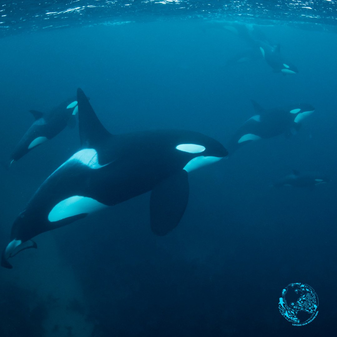 lovingouroceans's tweet photo. Cetaceans are heavily impacted by noise pollution. For Southern Resident orcas, underwater noise results in lost foraging time, a reduction in food intake and also limits their ability to communicate.

#orcas #ocean #noise #pollution #environment https://t.co/Ps2N3DdsHh
