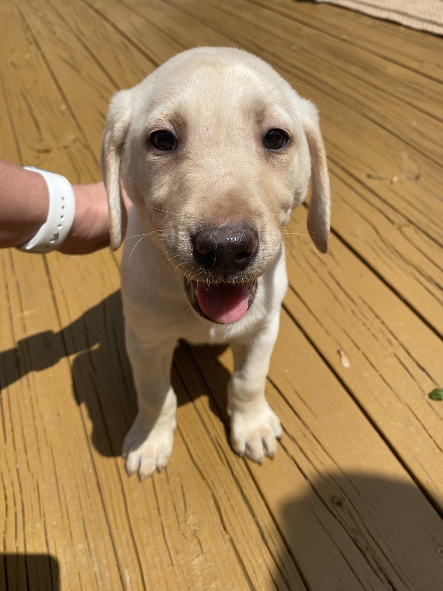 Soxgrl05's tweet photo. ⁦@jasonbenetti⁩  can you give my new puppy a shout out?! Meet Kobe! He’s ready to be a ⁦@whitesox⁩ fan! https://t.co/4UQBHZB5ac