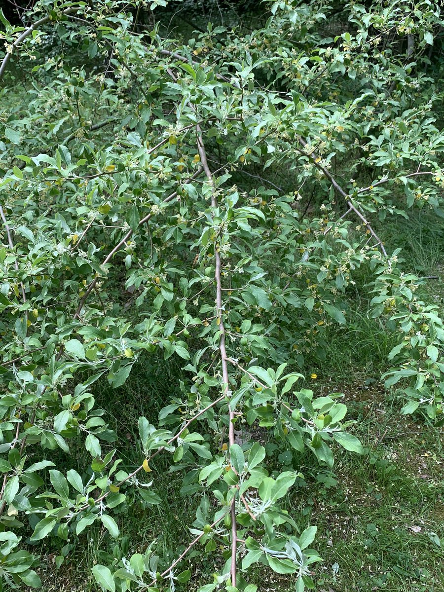 MavStengeredu's tweet photo. Fun couple days at Outdoor Education! 5th graders learned about everything from the trees to the soil!! My station was camouflage! Can you find the paper fastener, brown crayon and the protractor? #lycoedu #education #OutdoorEducation https://t.co/xsxQsCmuKn
