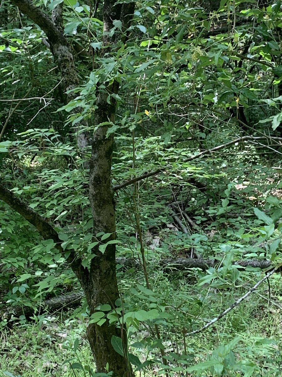 MavStengeredu's tweet photo. Fun couple days at Outdoor Education! 5th graders learned about everything from the trees to the soil!! My station was camouflage! Can you find the paper fastener, brown crayon and the protractor? #lycoedu #education #OutdoorEducation https://t.co/xsxQsCmuKn