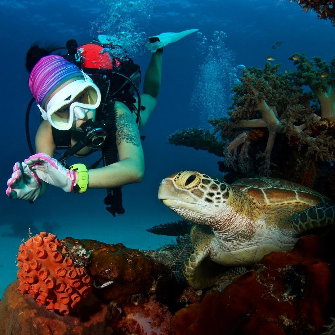 PADI's tweet image. Where have you encountered a sea turtle while scuba diving? 📷: @bomancao