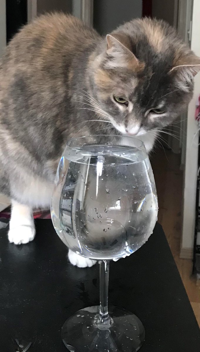 Princess Jenny prefers her water out of a wine glass. #Caturday #CatsOfTwitter https://t.co/PcblXN7meP