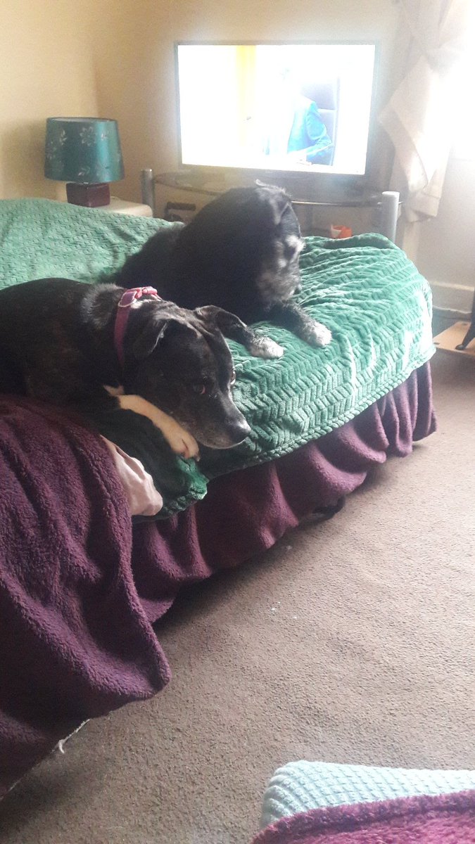 MoragHamilton12's tweet image. #ResignHumzaYousaf #sackhumza