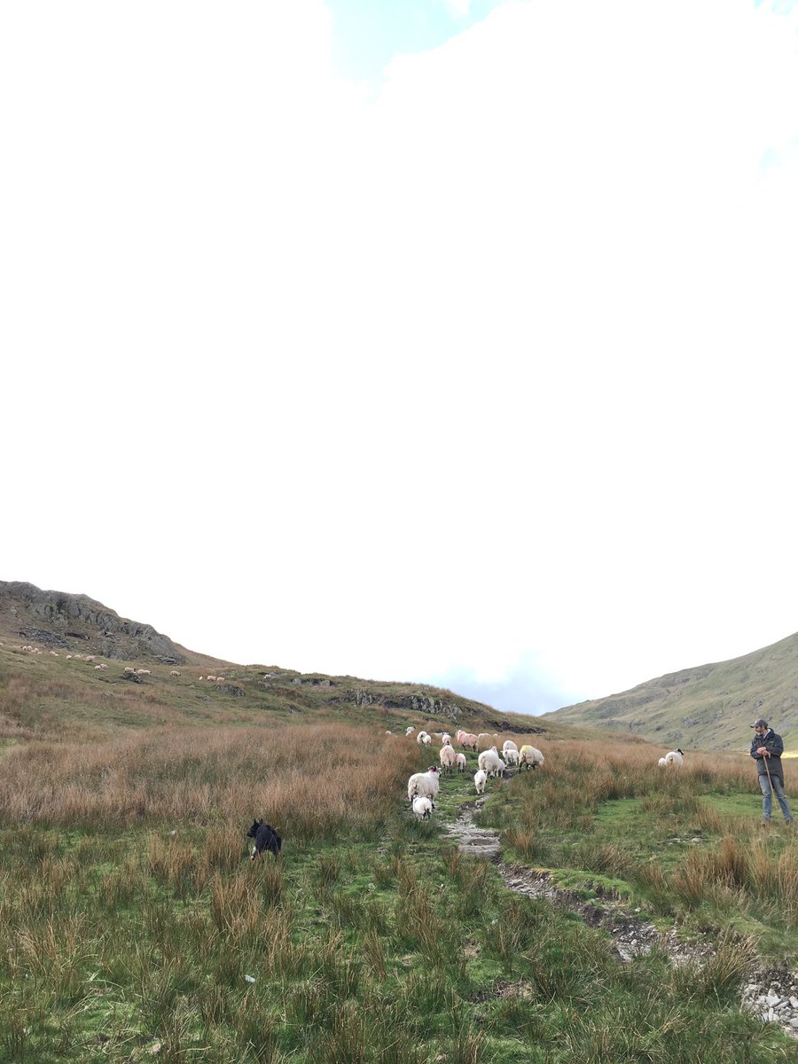 haytonalice1's tweet photo. • Dad, dogs and sheep •
Yows and lambs back to the fell where they belong 
See you in July girls 🐏
#swaledalesheep #hillfarm #home #fells #fellfarm #hefted https://t.co/JX08yKwNT1