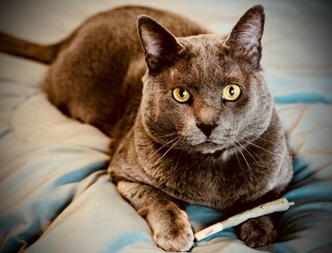 Weed_Genics's tweet image. Happy #Caturday! Have you seen these kitty "joints"? No, it's not #cannabis, but organic #catnip prerolls for your purr-fect pal made by @meowijuanaville w/ real @RAWLIFE247 cones!
😹😹😹
#mmemberville #IAmCannabis #420life #CannabisCommunity #cannabisculture #CatsOfTwitter