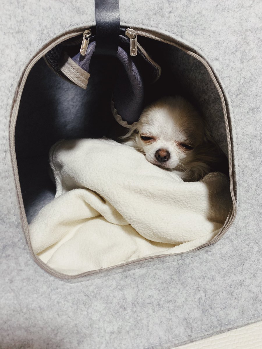 寝起きドッキリ...
#チワワぽぽぽん
#チワワ
#寝起き
