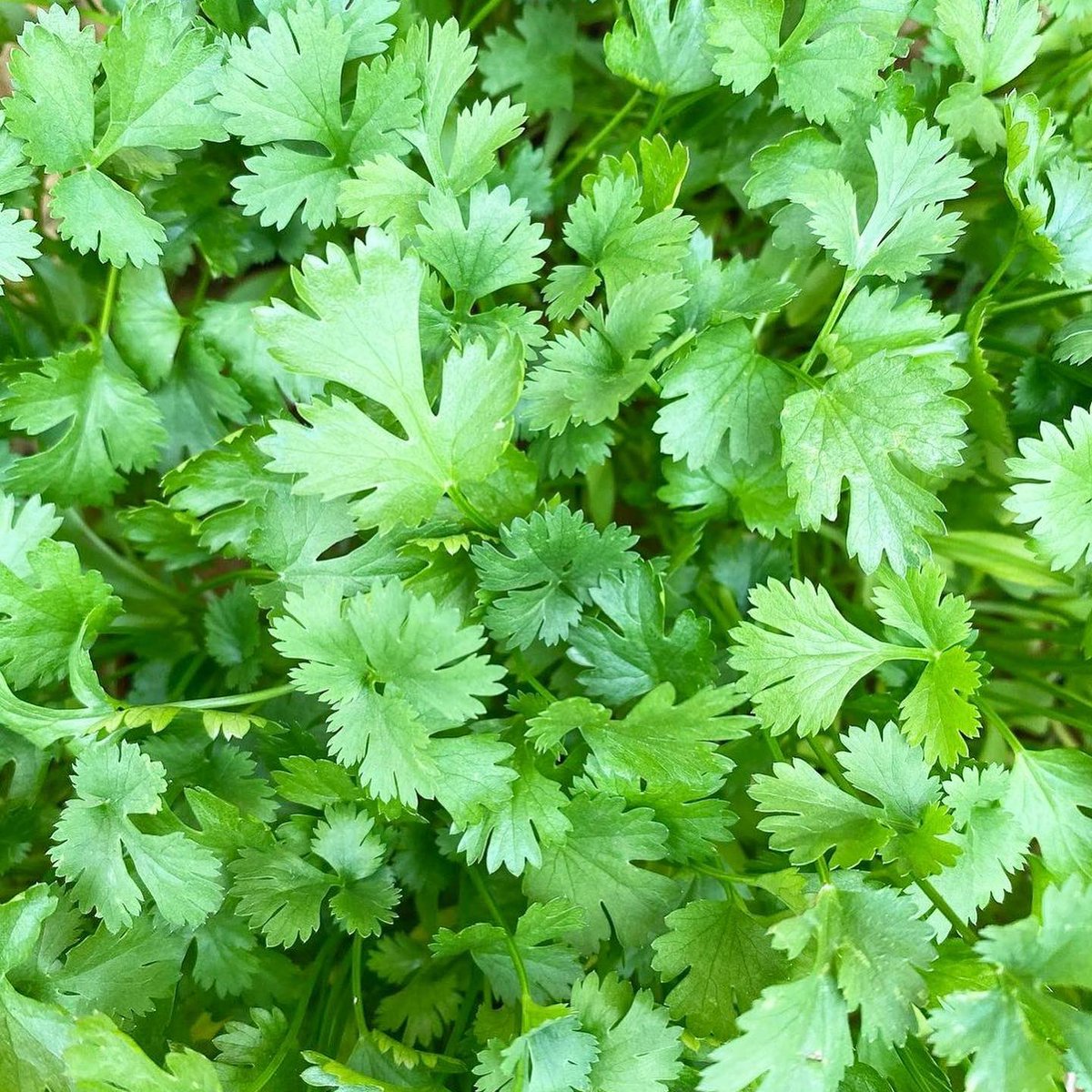Fresh ingredients always. #Cilantro