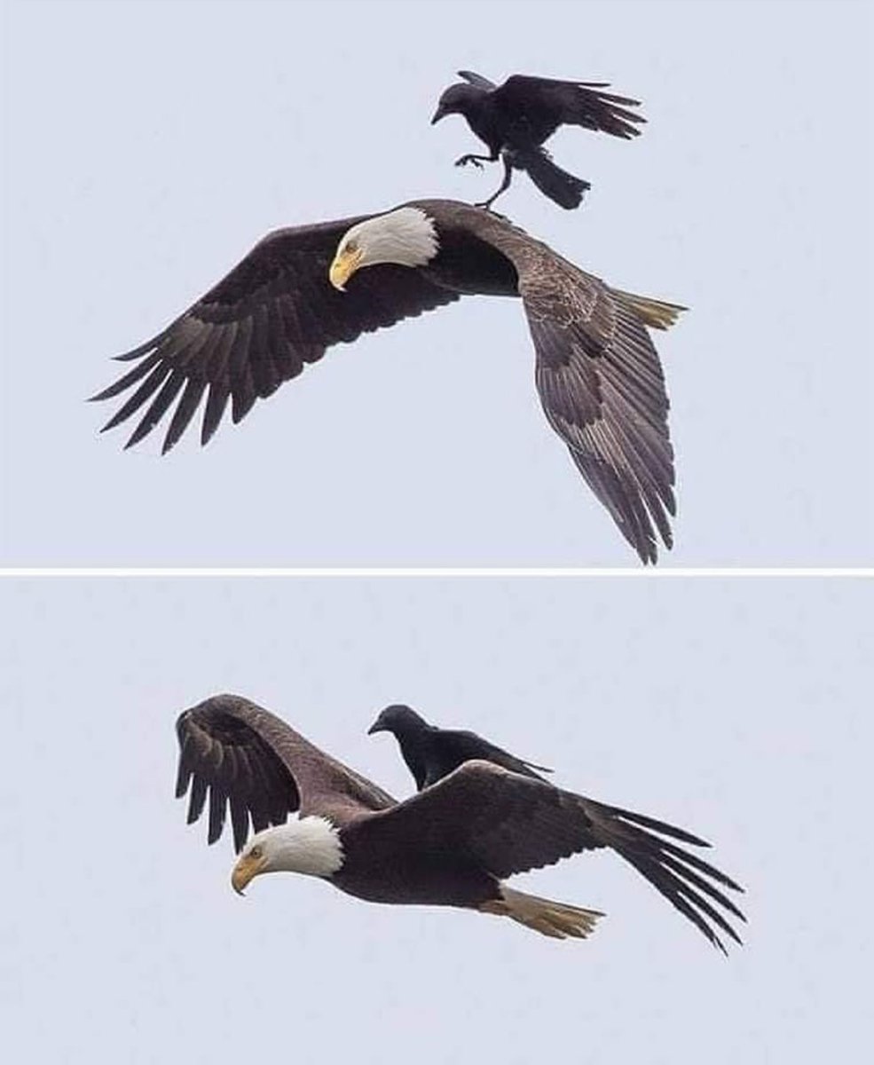 desimcp's tweet image. 