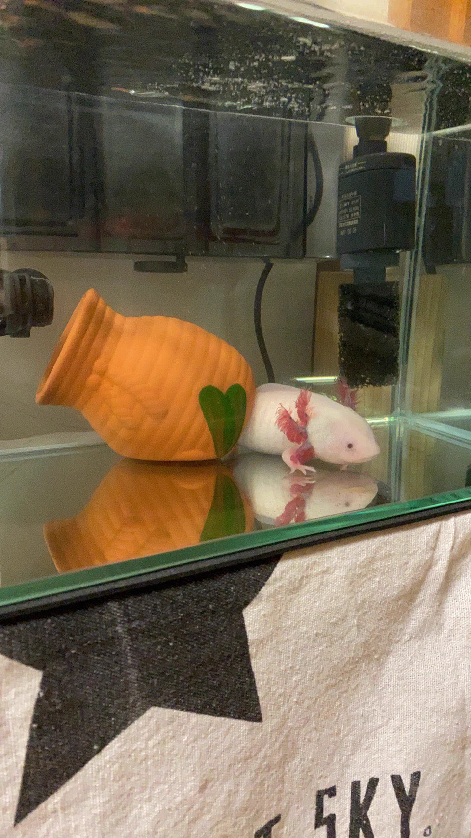 @Axolotl2013 ウチの子は黒目のリューシーちゃんです☺️ 