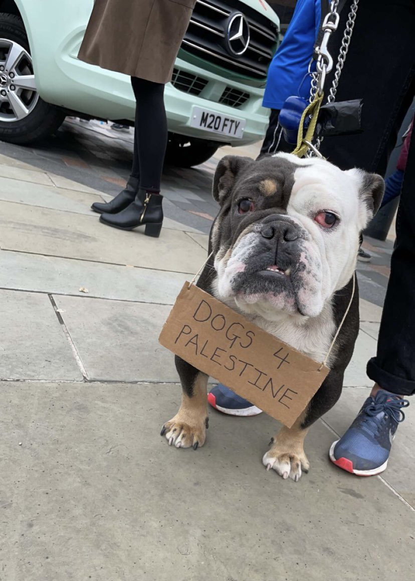 renstapleton's tweet photo. #FreePalestine #dogs4palestine https://t.co/my2PPxlS95