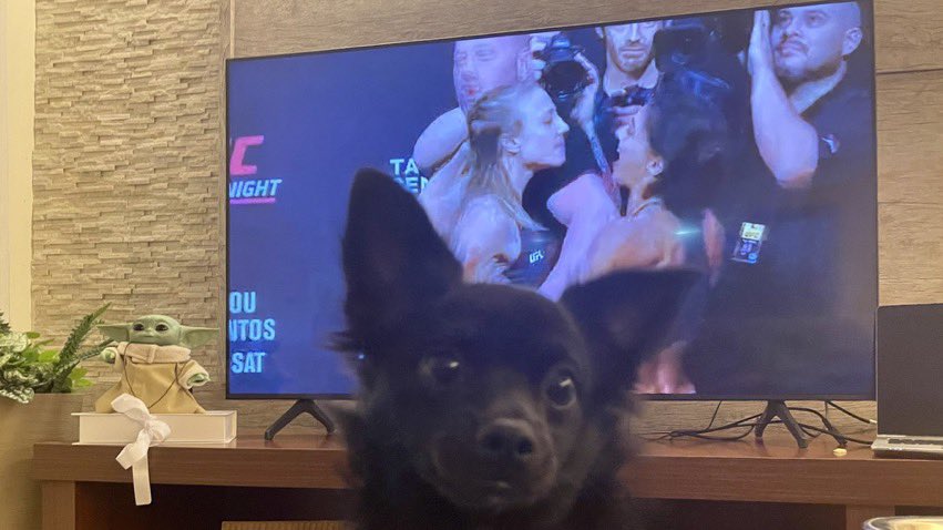 Saltrade's tweet photo. #UFCnoCOMBATE Aqui até o Chico (Dog) se amarra no UFC! Oss! https://t.co/SzsRUcTOUA