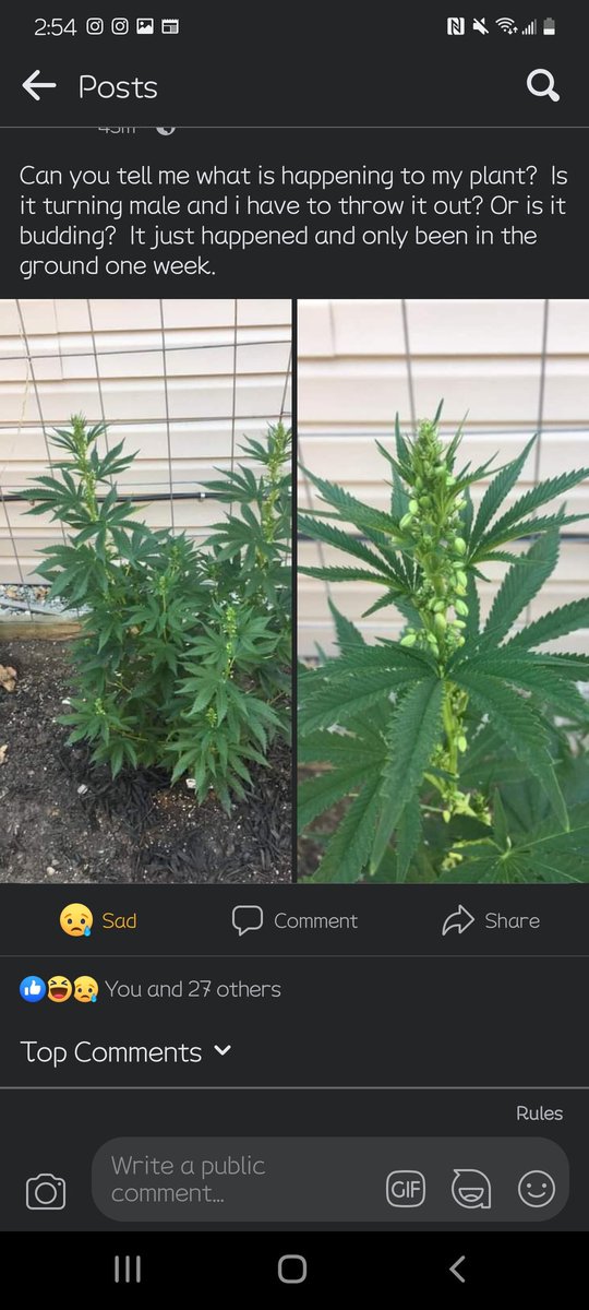 Caitikins710's tweet photo. I tend to angry tweet, and I'm sorry for that to all my followers... 

But men are fucking assholes. 😒🤬
I make one little comment, and 3 'boys' had to come @ me. 

YES I KNOW HOW TO MF'ING GROW!! 🙄 #CannaFam #ColoradoGrower #cannabisindustryworker https://t.co/wf8D3bJpTk