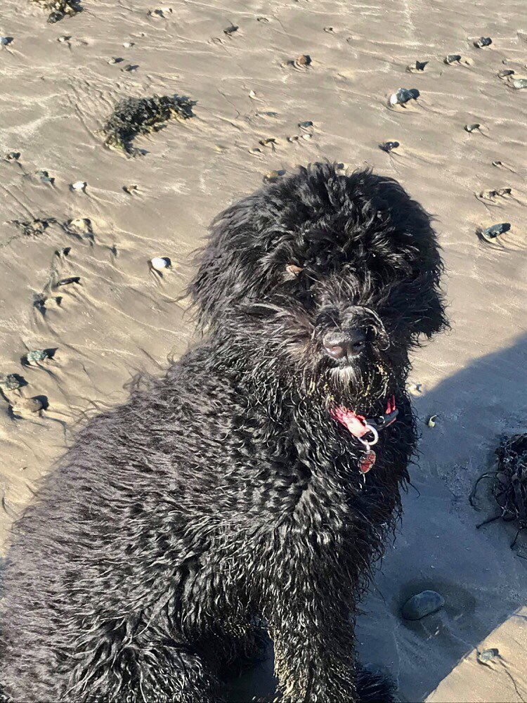 Invisible_Limit's tweet photo. Mango enjoying the beach.
#FloofLife. https://t.co/FcsEmti3Ze