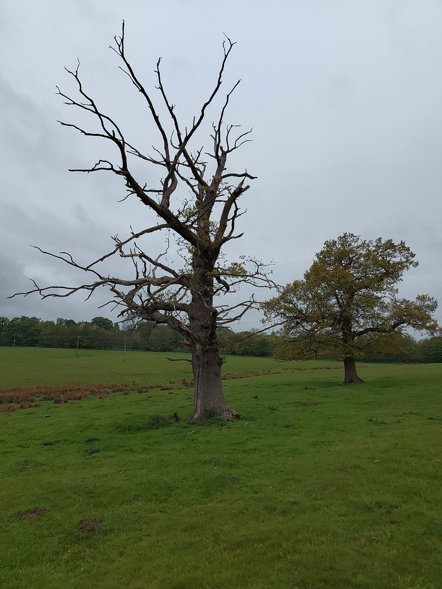 This is the most heavily retrenched tree I think I've ever seen. Could be the result of lightening damage or possibly plough damage. But whatever... it looks awesome! 

#trees #veterantrees #standupfortrees #oak #retrenchment #habitat #conservation
