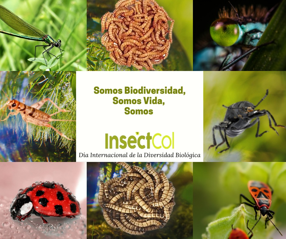 Insectcol's tweet image. Día a día trabajamos por la conservación de la #DiversidadBiologica de los #insectos en #Colombia.
#diainternacionaldelabiodiversidad