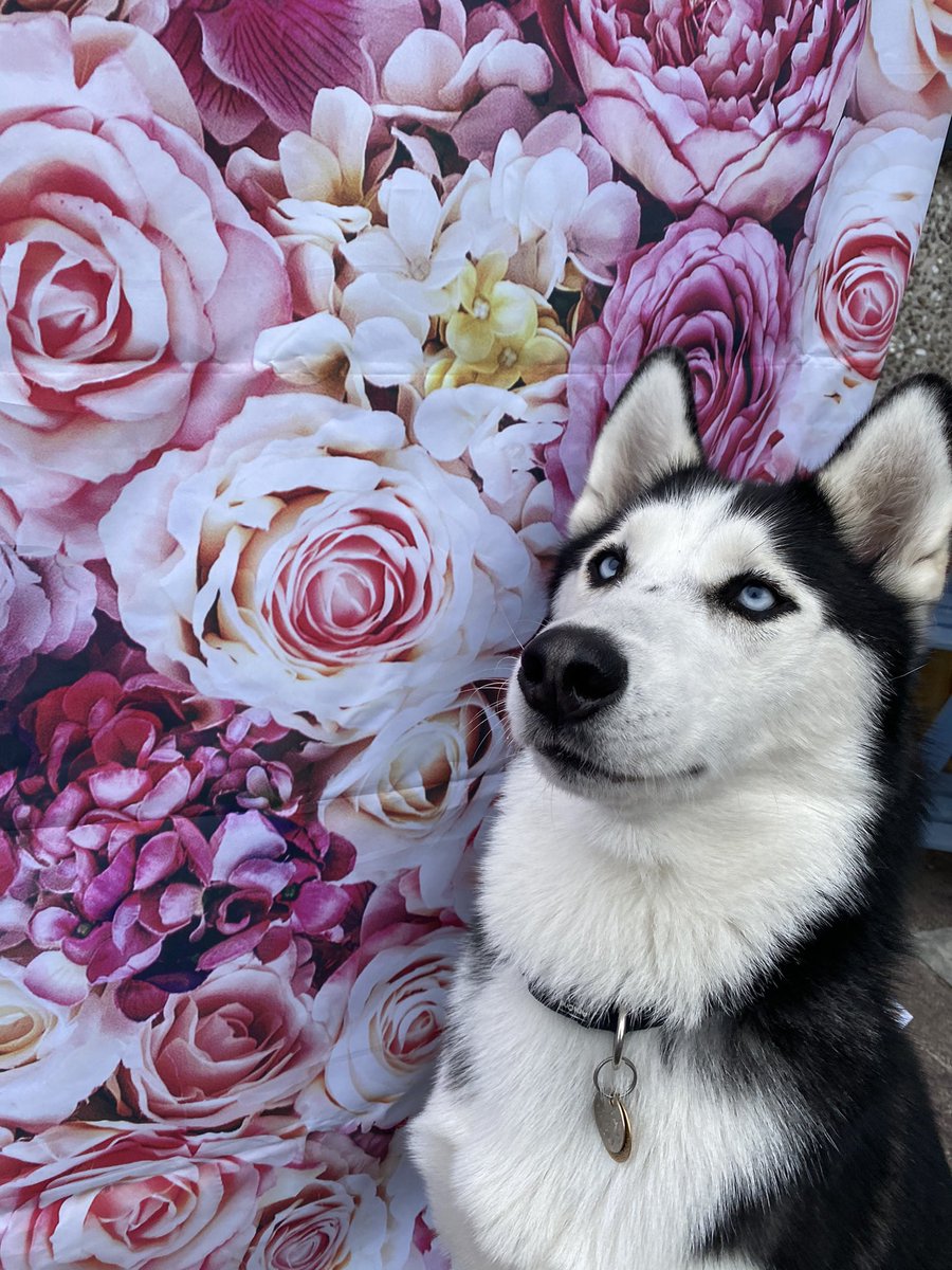 Megan_d_Murray's tweet photo. Loki’s first festival #Glastonbury #glastonburylivestream #flowerwall #selfie #festival https://t.co/coS4bteQnG