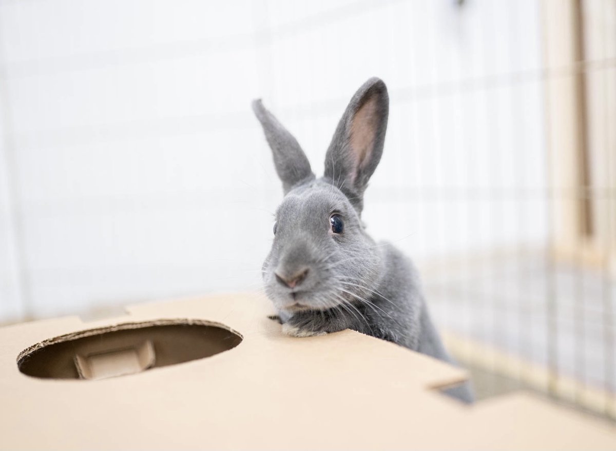 Grey Ghost is a gorgeous, adult bunny rabbit from #StevensPoint, WI. petfinder.com/petdetail/5025…