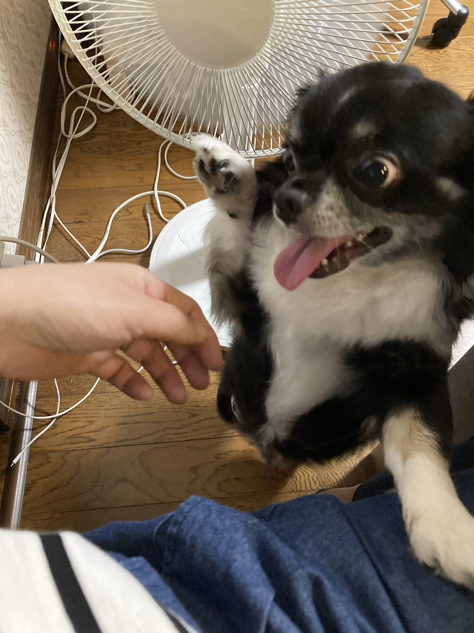 チワワのアポちゃん うさぎのステラ姫 ﻌ Aoi1016apolon Twitter