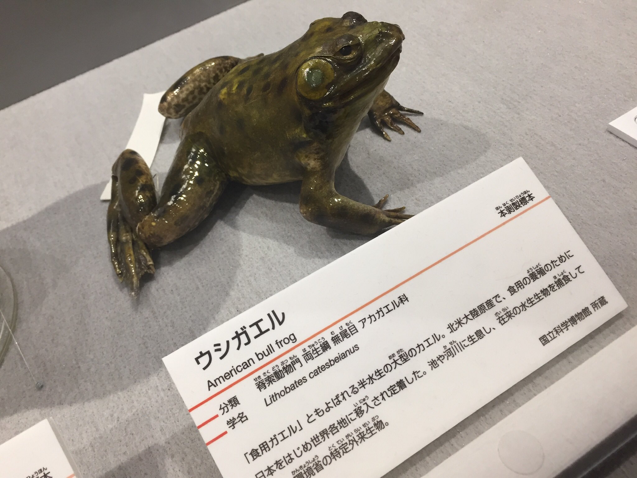スタープレデター ふと思ったんだけど生命史史上最大のカエル ゴライアスガエルもウシガエルみたいに鶏肉の味がしそうだしなんなら肉の量も多いだろうしウシガエルよりも食べやすそうだよね あーでも骨太だからそこまで食べやすさは変わらないか T