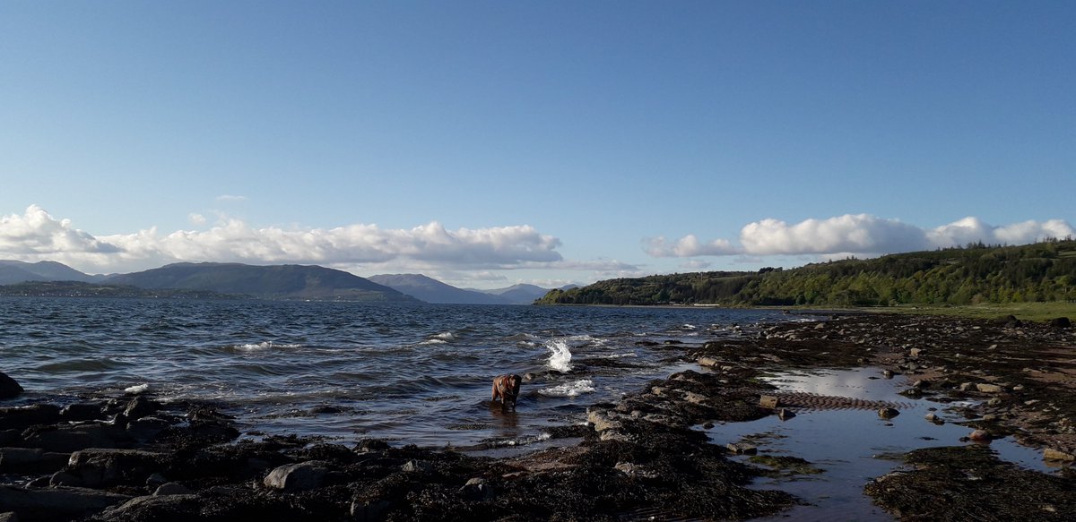 Brown labrador dog standing in river Clyde, with view across water on a very sunny day.  Blue sky, and very blue water.  Hills on other side of water.