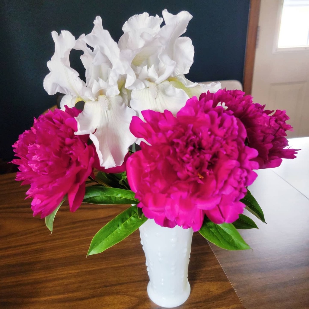 My flower gardens were busy while I wasn't looking! 

#fmspad 
#fms_homedecor
#peonies 
#iris
#freshflowers 
#homegrownflowers #FlowersMakeMeHappy
#floralarrangement
#Springtime
#PicOfTheDay instagr.am/p/CPML849rWjd/