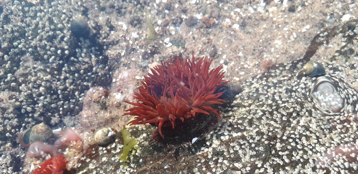 Red beadlet anemone in rock pool