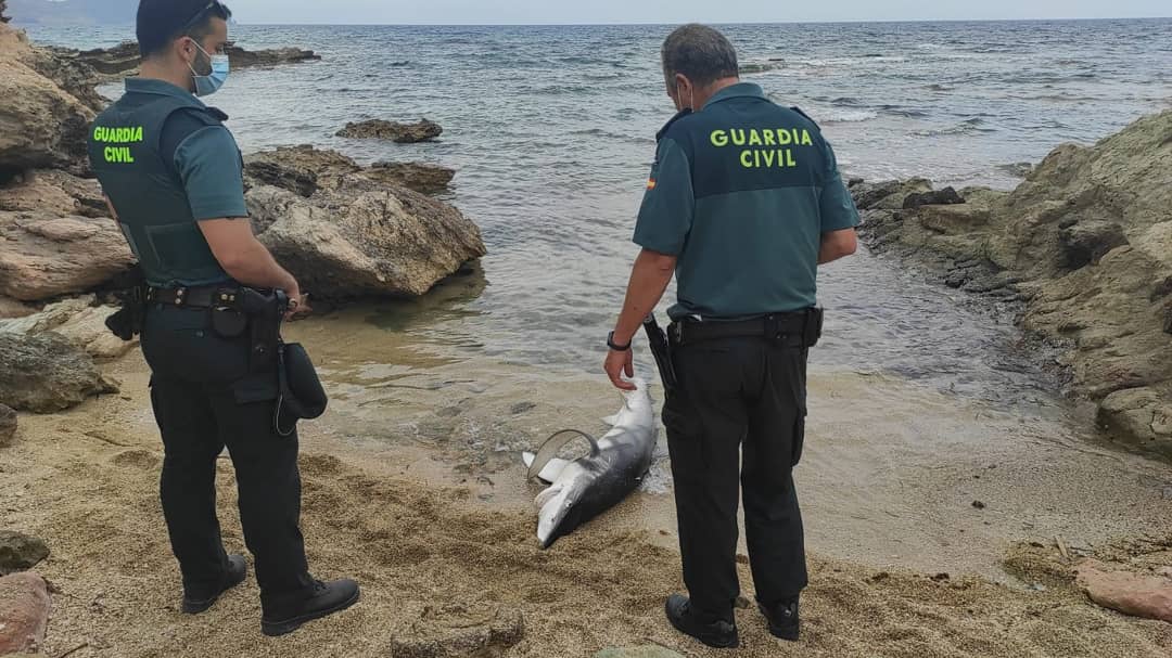 Equinac_org's tweet photo. AVISO PARA EQUINAC POR TIBURÓN MUERTO EN LOS ESCULLOS. LA GUARDIA CIVIL DE ALMERÍA COLABORA CON NOSOTROS.
@guardiacivil
@gcalmeriaopc
#shark
#marineconservation #marinelife #stopfinning #saynotosharkfin #tiburon #almeria #sharkconservation #saveshark #animals #guardiacivil https://t.co/XC8KPfloaR