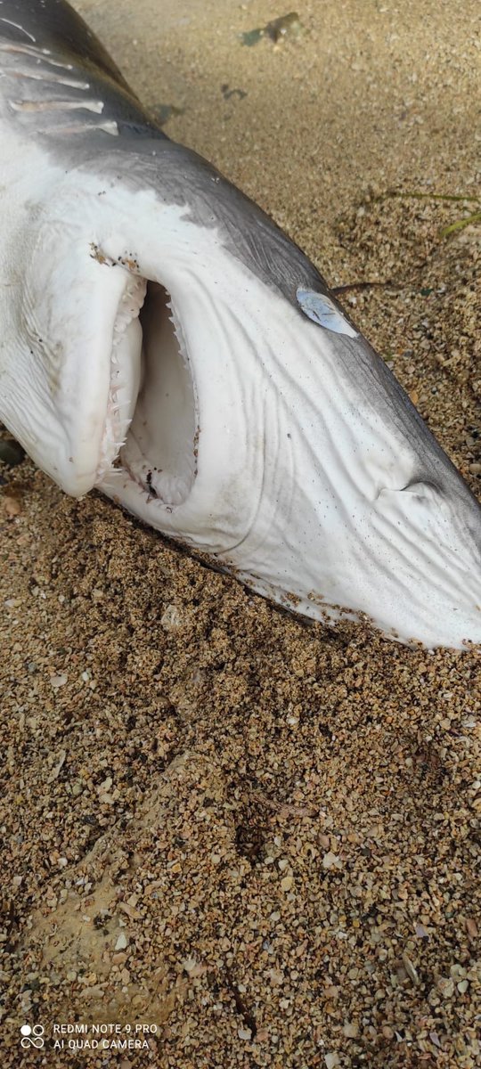 Equinac_org's tweet photo. AVISO PARA EQUINAC POR TIBURÓN MUERTO EN LOS ESCULLOS. LA GUARDIA CIVIL DE ALMERÍA COLABORA CON NOSOTROS.
@guardiacivil
@gcalmeriaopc
#shark
#marineconservation #marinelife #stopfinning #saynotosharkfin #tiburon #almeria #sharkconservation #saveshark #animals #guardiacivil https://t.co/XC8KPfloaR
